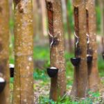 Harga karet Kalimantan Barat periode Mei 2026