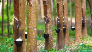 Harga karet Kalimantan Barat periode Mei 2026